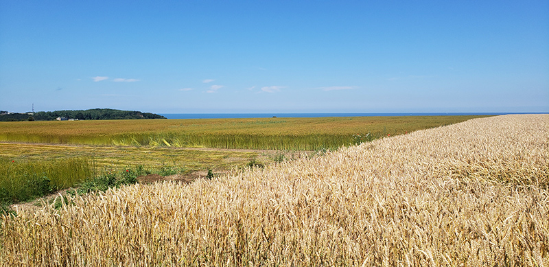 Blé et lin près de Saint-Valéry-en-Caux